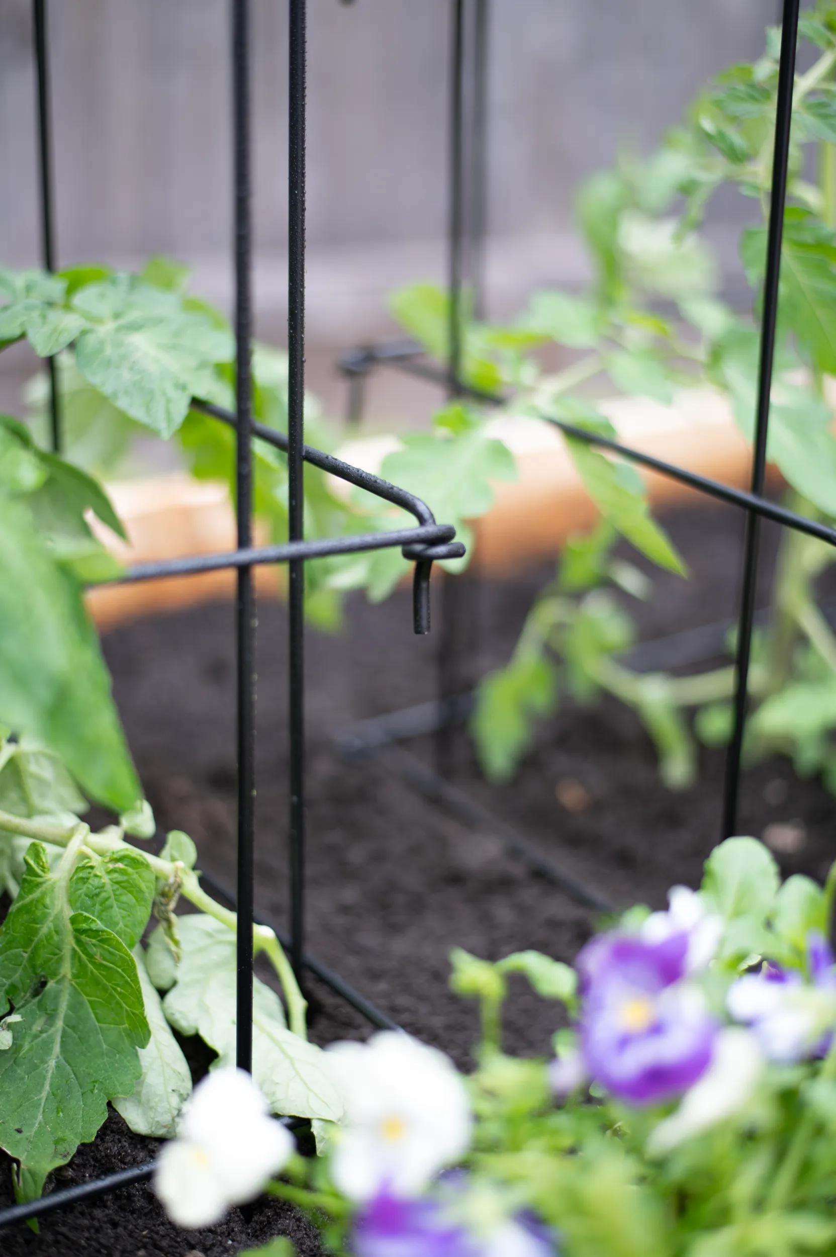 Greenhaus Gardening Heavy Duty Tomato Cage, Premium Steel Garden Support
