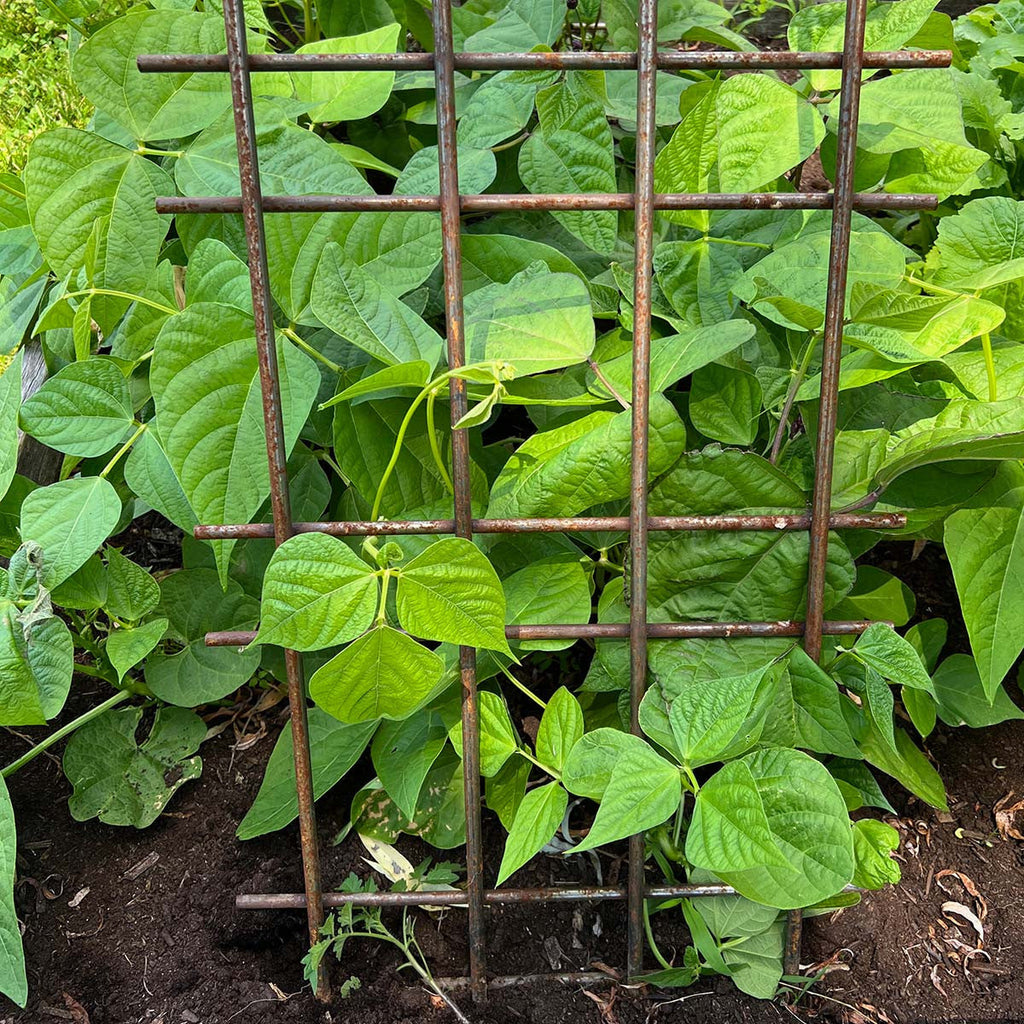 Greenhaus Gardening Interlocking Steel Garden Trellis
