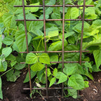 Greenhaus Gardening Interlocking Steel Garden Trellis