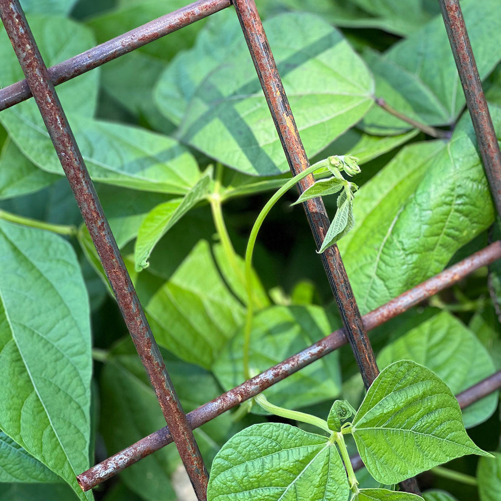 Greenhaus Gardening Interlocking Steel Garden Trellis