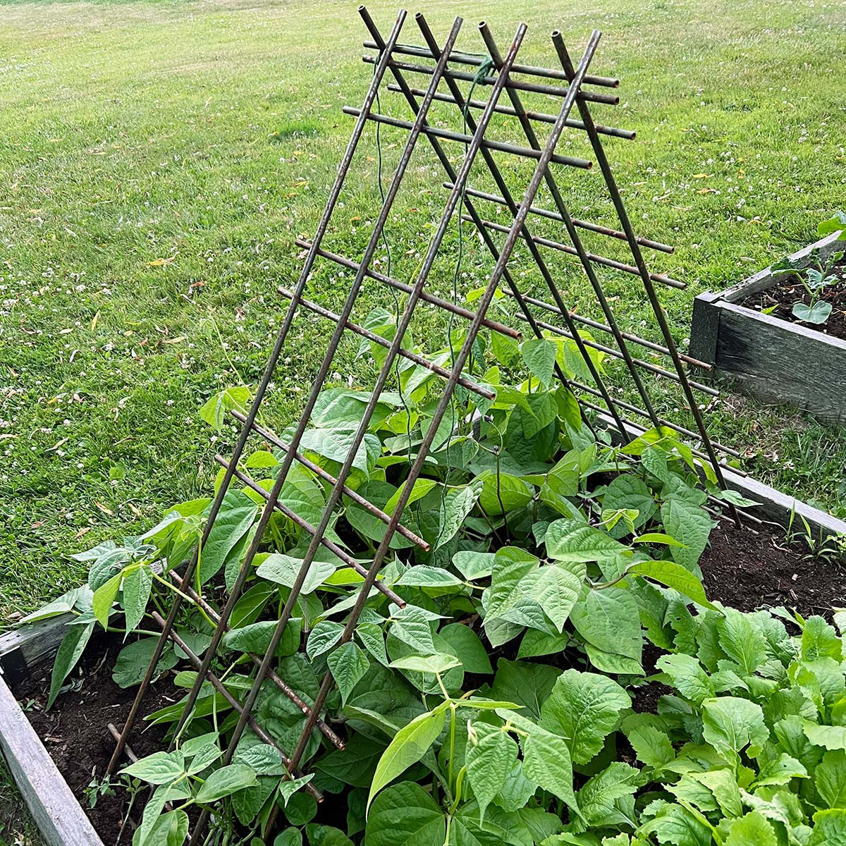 Greenhaus Gardening Interlocking Steel Garden Trellis