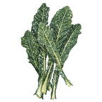 Greenhaus Gardening Kale Seeds Lacinato Dinosaur Heirloom Tuscan Kale