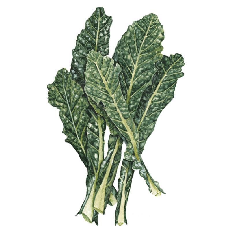 Greenhaus Gardening Kale Seeds Lacinato Dinosaur Heirloom Tuscan Kale
