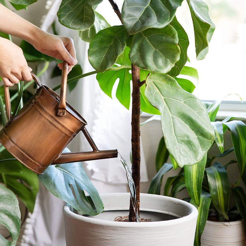 Greenhaus Gardening Decorative Metal Watering Can for Indoor Plants and Gardens
