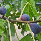 Greenhaus Gardening Fig Tree Low-Maintenance Black Mission Fig Plant