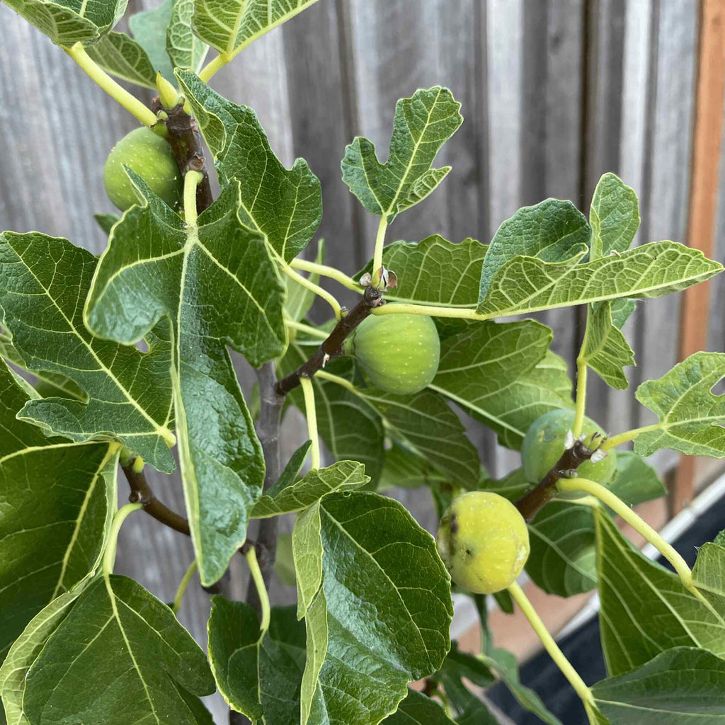 Greenhaus Gardening Fig Tree Low-Maintenance Black Mission Fig Plant