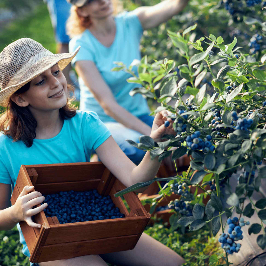 Greenhaus Gardening Blueberry Bush Bluecrop Fruit Plant for Home Gardens