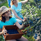 Greenhaus Gardening Blueberry Bush Bluecrop Fruit Plant for Home Gardens