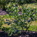 Greenhaus Gardening Blueberry Bush Bluecrop Fruit Plant for Home Gardens
