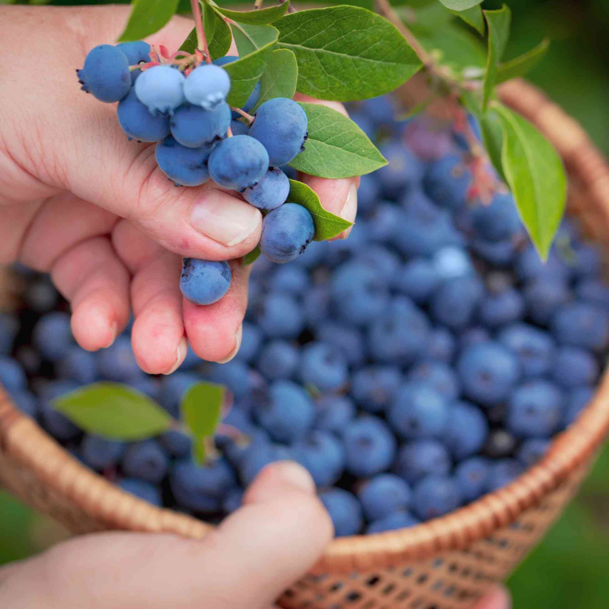 Greenhaus Gardening Blueberry Bush Bluecrop Fruit Plant for Home Gardens