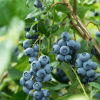 Greenhaus Gardening Blueberry Bush Bluecrop Fruit Plant for Home Gardens