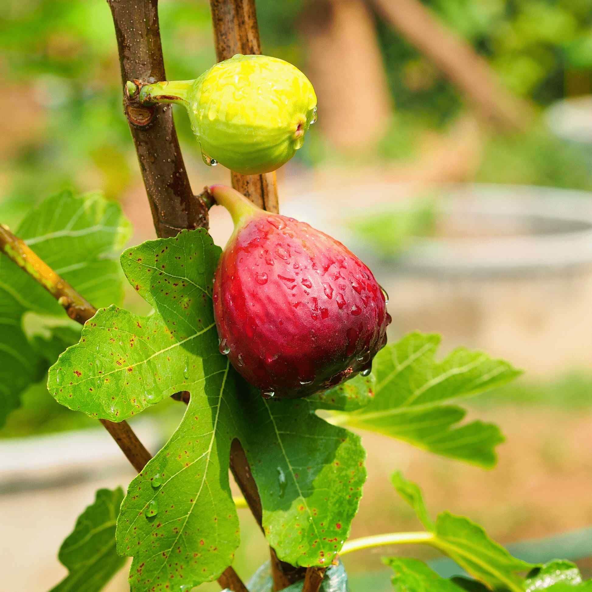 Greenhaus Gardening Fig Tree Cold-Hardy Fig Plant for Backyard Gardens