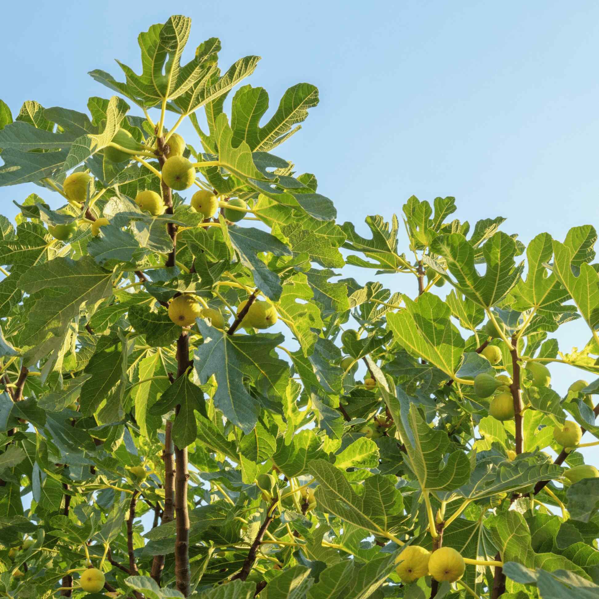 Greenhaus Gardening Fig Tree Cold-Hardy Fig Plant for Backyard Gardens