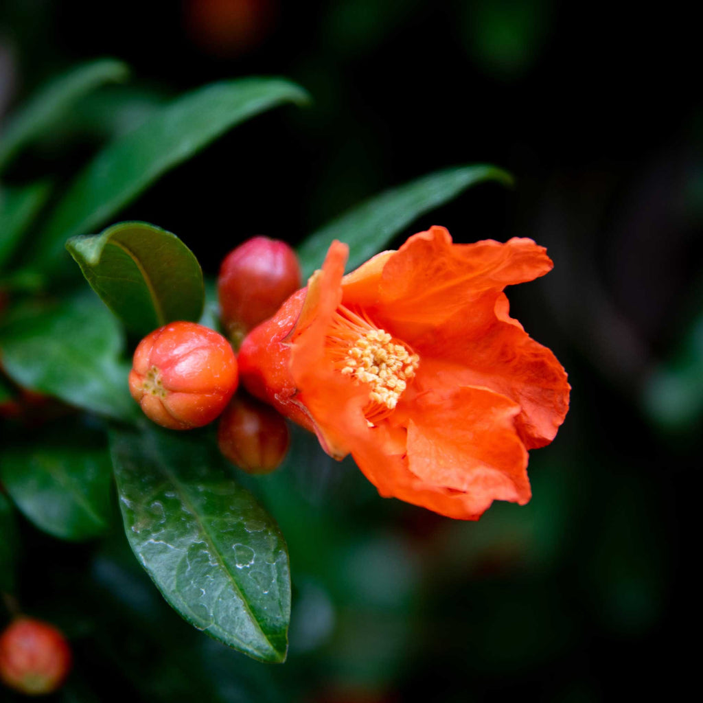 Greenhaus Gardening Pomegranate Plant Cold-Tolerant Fruit Plant for Gardens