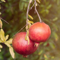 Greenhaus Gardening Pomegranate Plant Cold-Tolerant Fruit Plant for Gardens