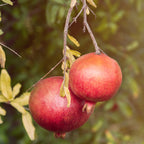Greenhaus Gardening Pomegranate Plant Cold-Tolerant Fruit Plant for Gardens
