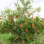 Greenhaus Gardening Pomegranate Plant Cold-Tolerant Fruit Plant for Gardens