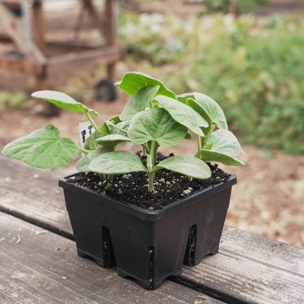 Greenhaus Gardening Seed Starting Trays 4-Cell Deep Tray for Strong Roots