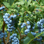 Greenhaus Gardening Blueberry Plant Early-Ripening Fruit for Home Gardens