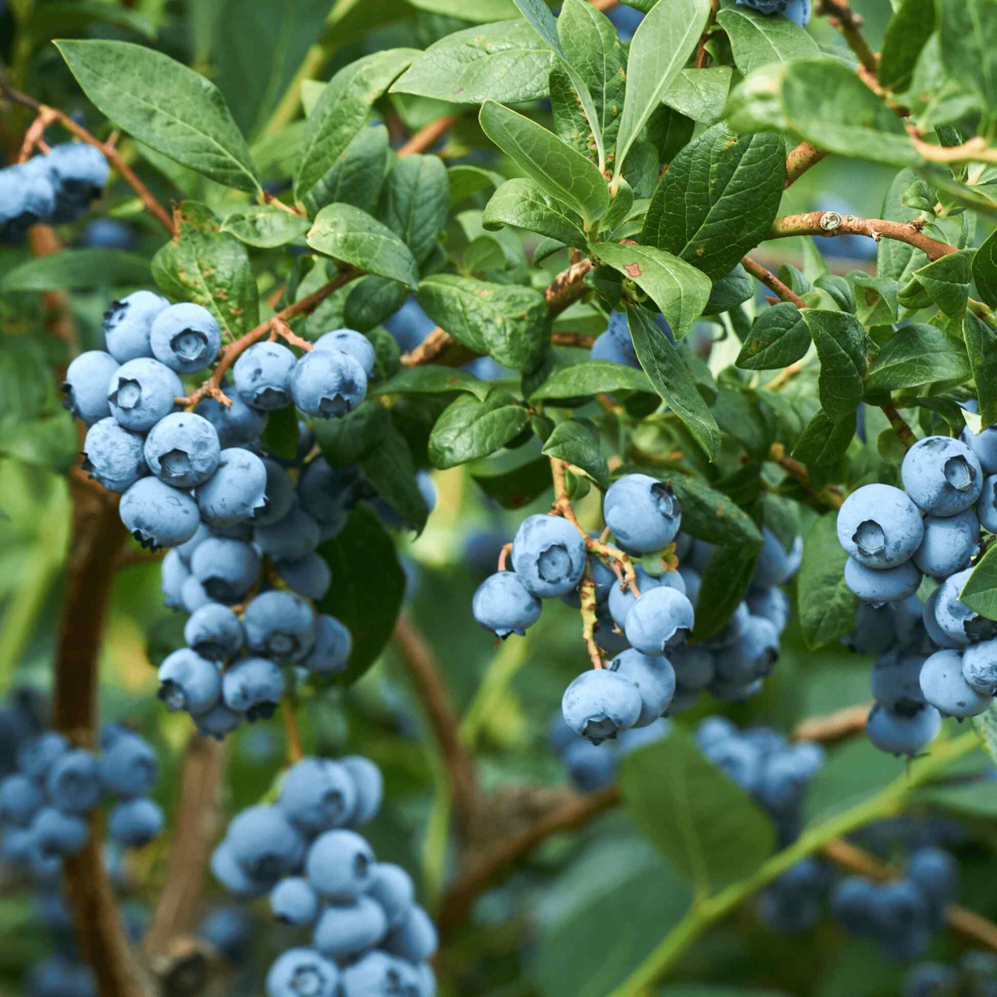 Greenhaus Gardening Blueberry Plant Early-Ripening Fruit for Home Gardens