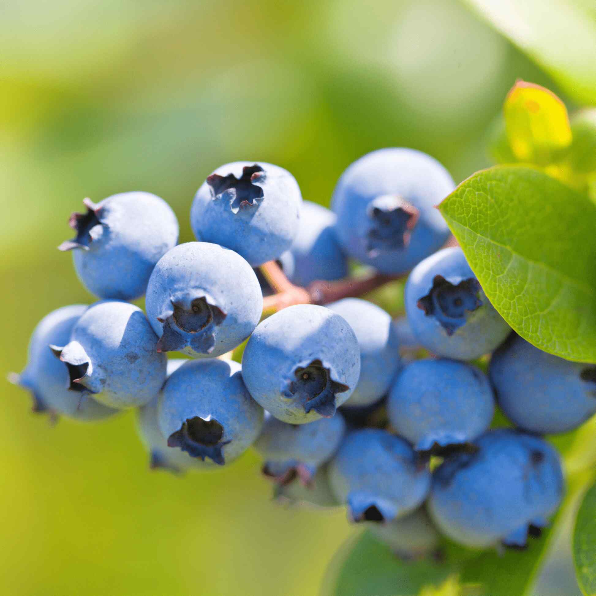 Greenhaus Gardening Blueberry Plant Early-Ripening Fruit for Home Gardens