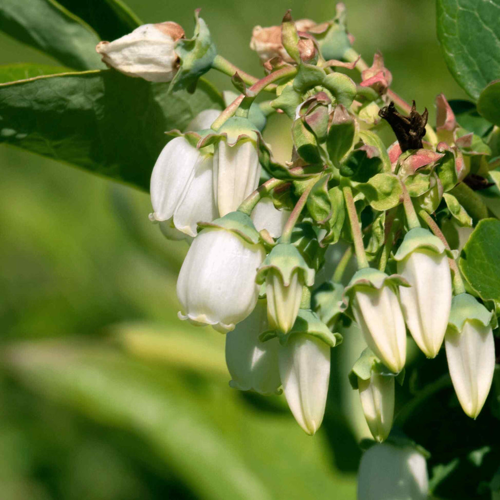 Greenhaus Gardening Blueberry Plant Early-Ripening Fruit for Home Gardens