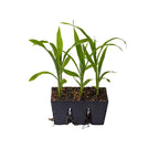 Greenhaus Gardening Seed Starting Trays 6-Cell Recycled Plastic Nursery Inserts
