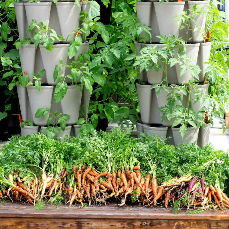 Greenhaus Gardening Vertical Planter 5-Tier Planter for Herbs Greens and Flowers