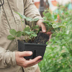 Greenhaus Gardening Seed Starting Trays 4-Cell Deep Tray for Strong Roots
