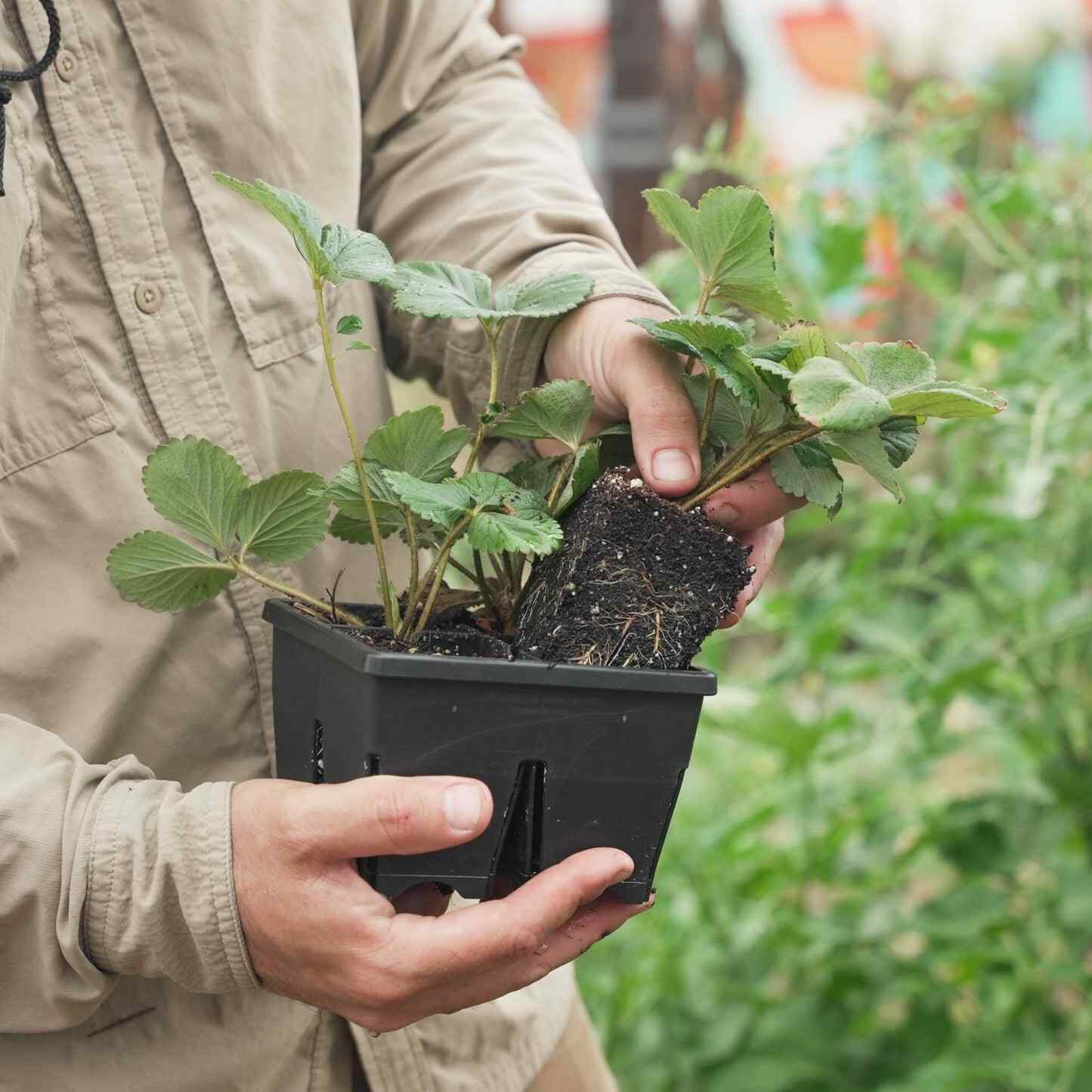 Greenhaus Gardening Seed Starting Trays 4-Cell Deep Tray for Strong Roots