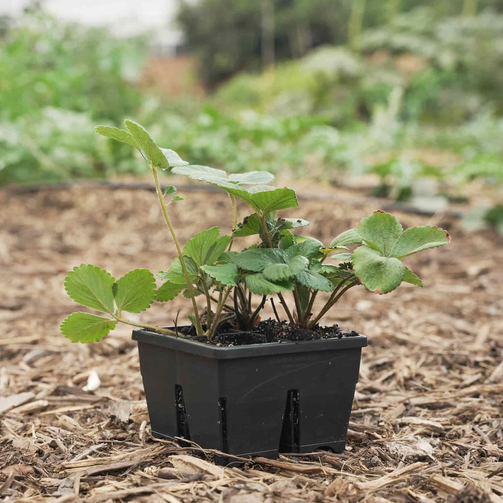 Greenhaus Gardening Seed Starting Trays 4-Cell Deep Tray for Strong Roots