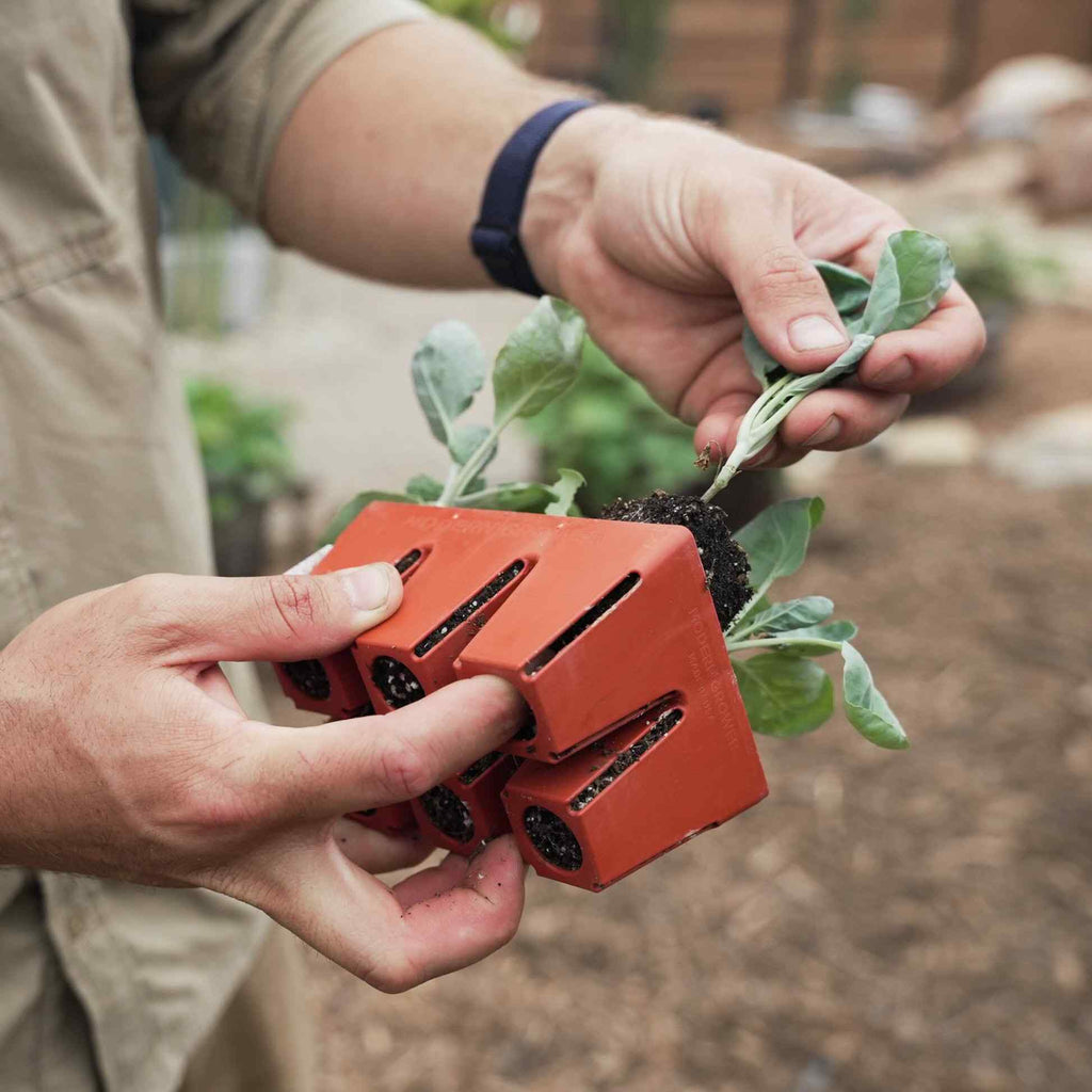Greenhaus Gardening Seed Starting Trays 6-Cell Recycled Plastic Nursery Inserts