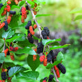 Greenhaus Gardening Mulberry Tree Compact Fruit Bush for Small Gardens