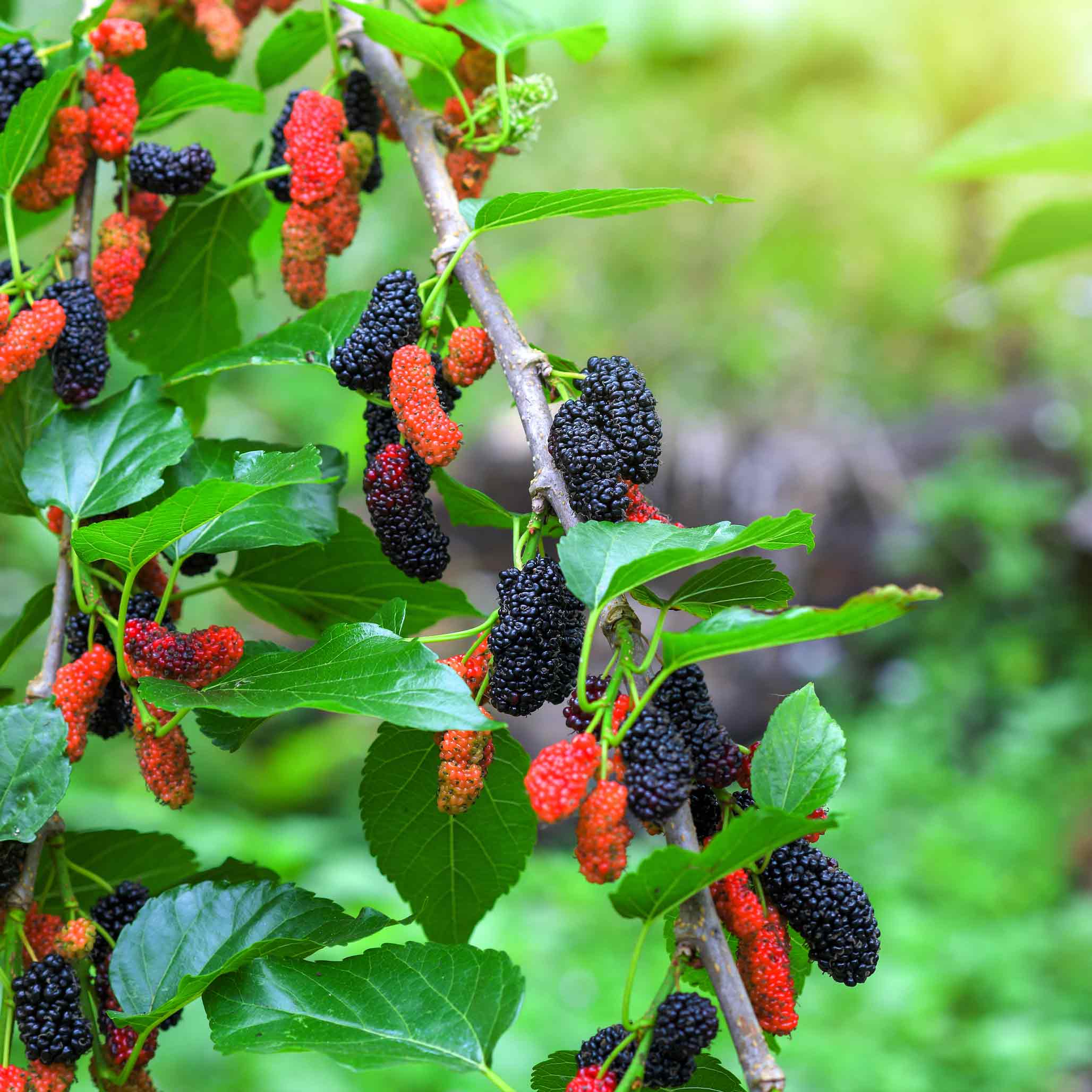 Greenhaus Gardening Mulberry Tree Compact Fruit Bush for Small Gardens