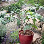 Greenhaus Gardening Fig Tree Fignomenal Dwarf Plant for Home Gardens