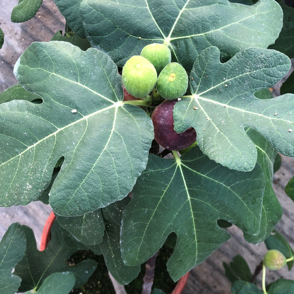 Greenhaus Gardening Fig Tree Fignomenal Dwarf Plant for Home Gardens