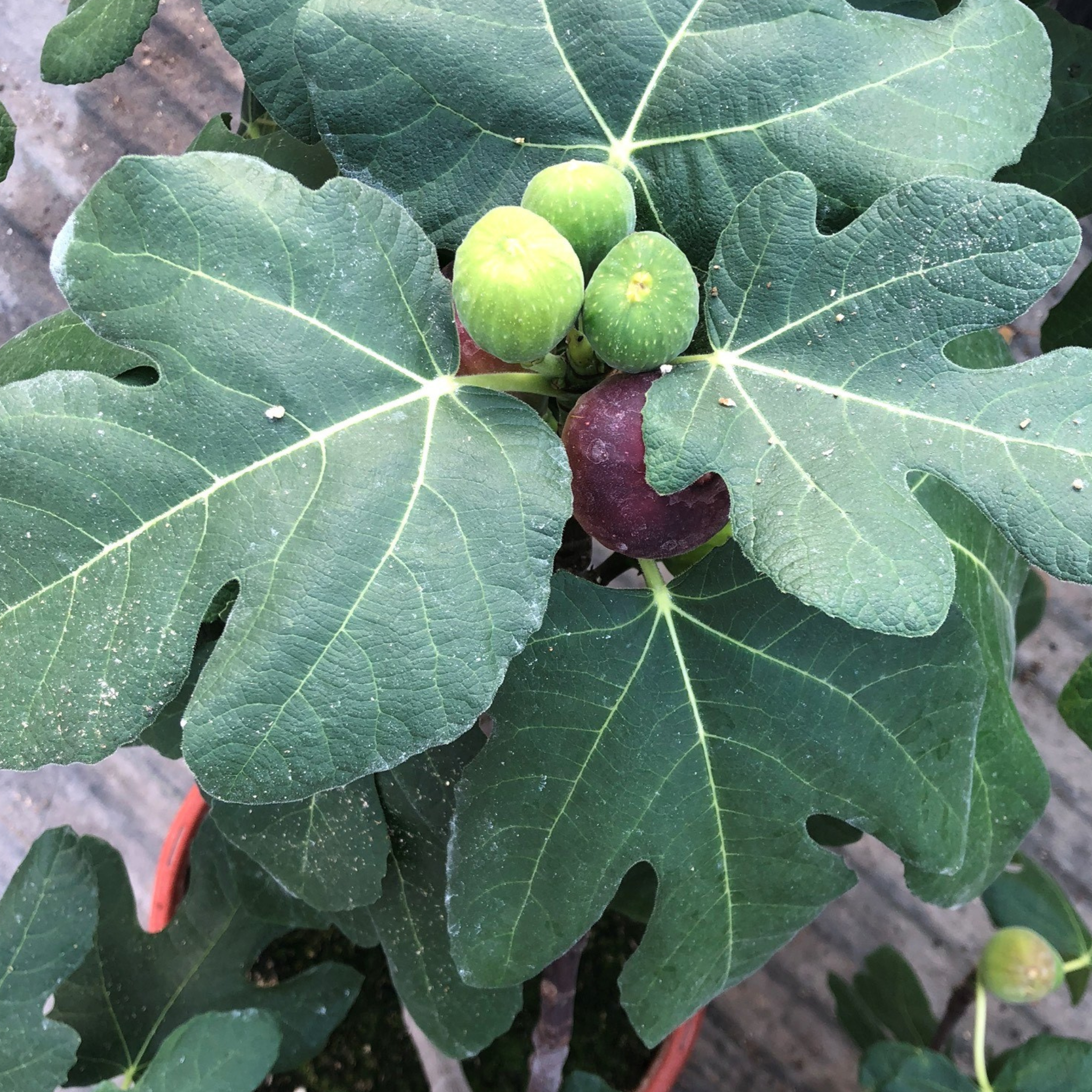 Greenhaus Gardening Fig Tree Fignomenal Dwarf Plant for Home Gardens