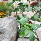 Greenhaus Gardening Fig Tree Fignomenal Dwarf Plant for Home Gardens