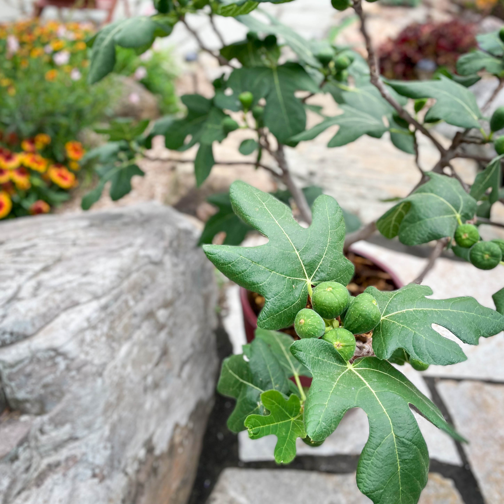 Greenhaus Gardening Fig Tree Fignomenal Dwarf Plant for Home Gardens