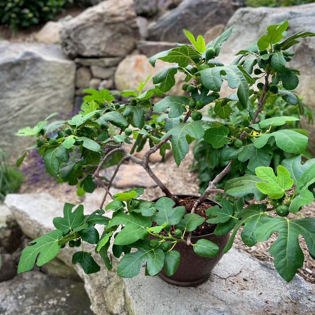 Greenhaus Gardening Fig Tree Fignomenal Dwarf Plant for Home Gardens
