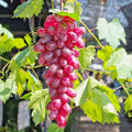 Greenhaus Gardening Grape Vine Flame Red Seedless for Home Gardens
