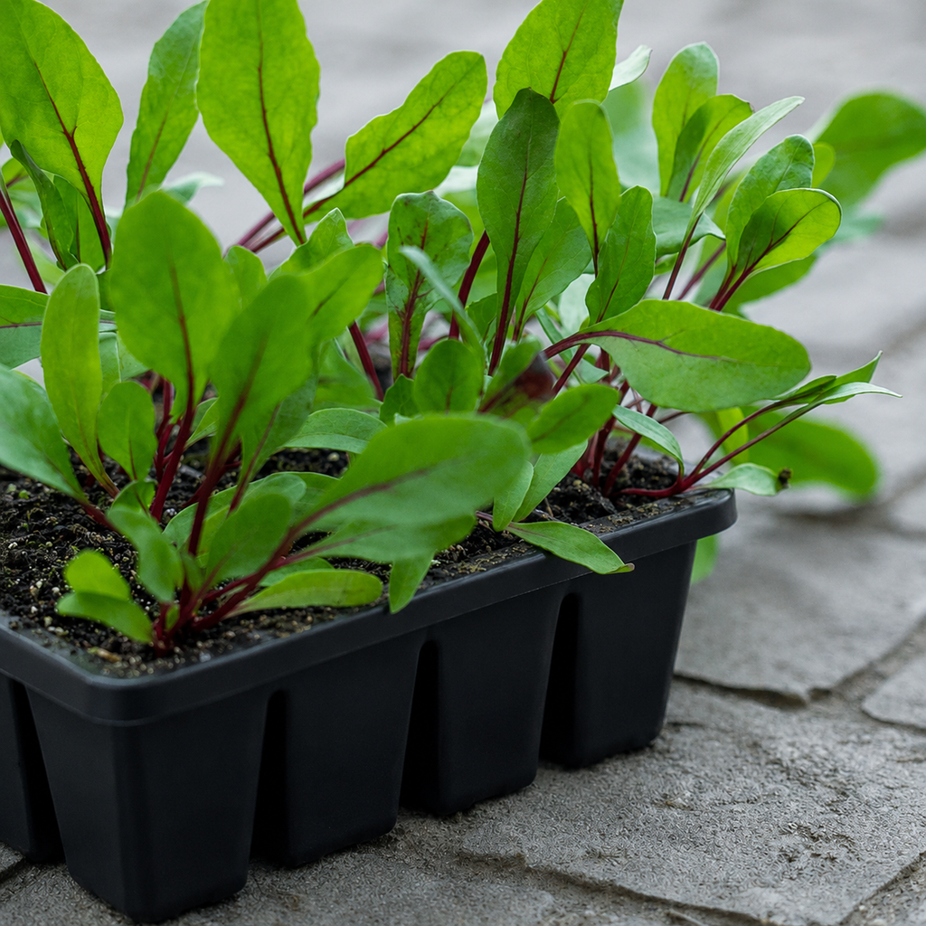Greenhaus Gardening Seed Starting Trays 16-Cell Air-Pruning Starter Tray
