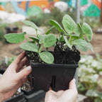 Greenhaus Gardening Seed Starting Trays 4-Cell Deep Tray for Strong Roots