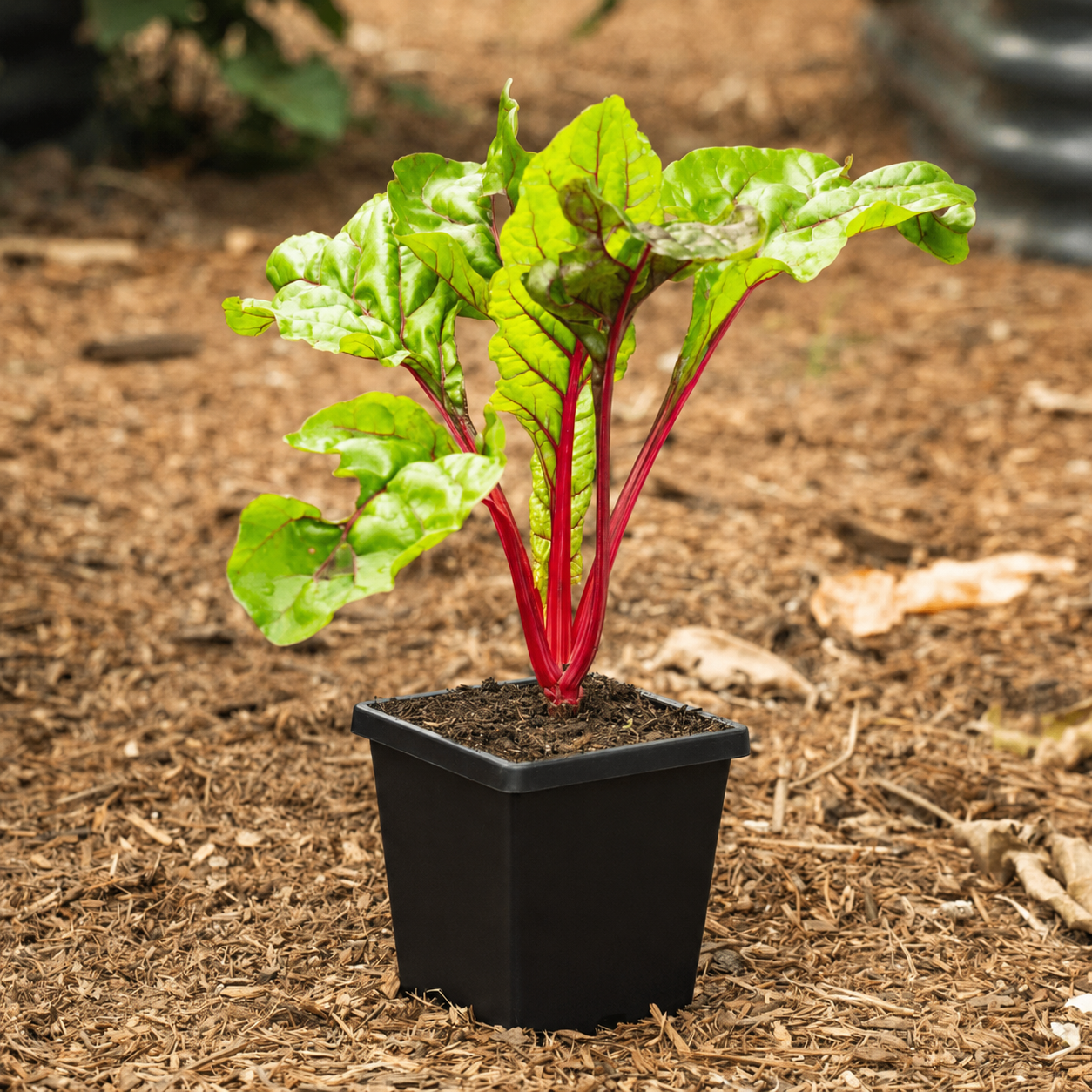Greenhaus Gardening Cube Pot 5 Inch Pot for Extended Indoor Grow Time