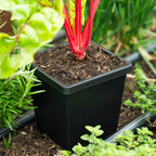 Greenhaus Gardening Cube Pot 5 Inch Pot for Extended Indoor Grow Time