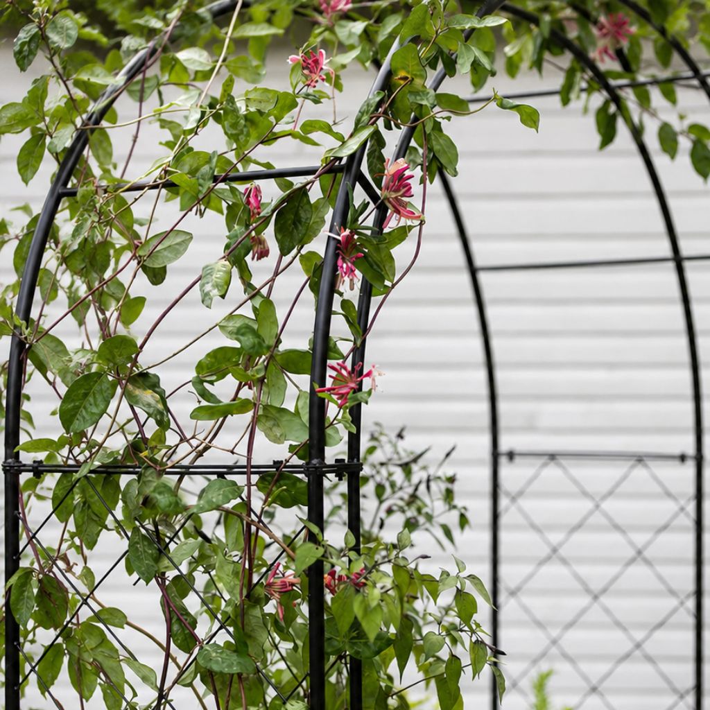 Greenhaus Gardening Garden Arbor, Steel Arch Support for Vertical Gardening