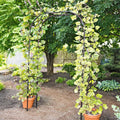 Greenhaus Gardening Garden Arch Support, Weather Resistant Steel Structure