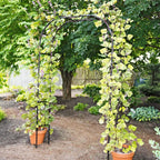 Greenhaus Gardening Garden Arch Support, Weather Resistant Steel Structure