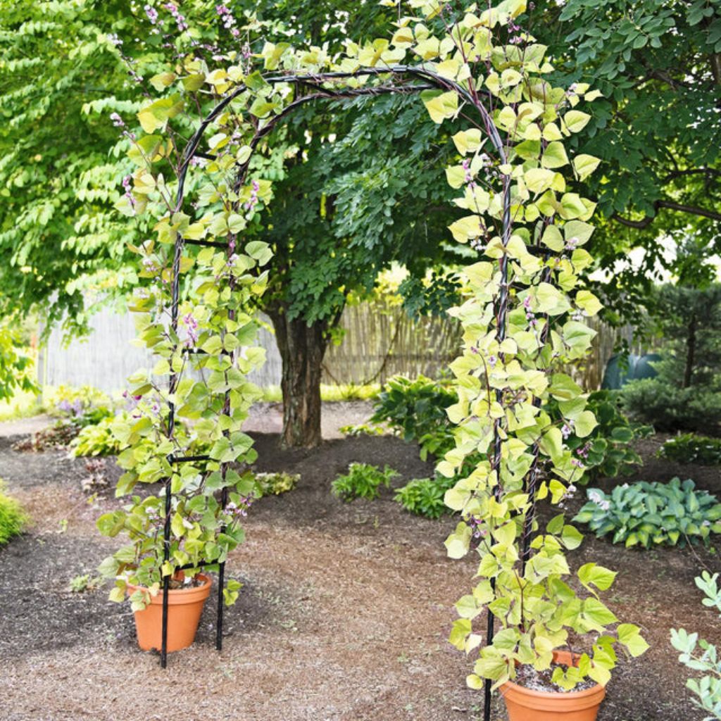 Greenhaus Gardening Garden Arch Support, Weather Resistant Steel Structure