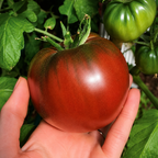 Greenhaus Gardening Tomato Seeds Pole Tomato for Large 10–12 oz Fruits